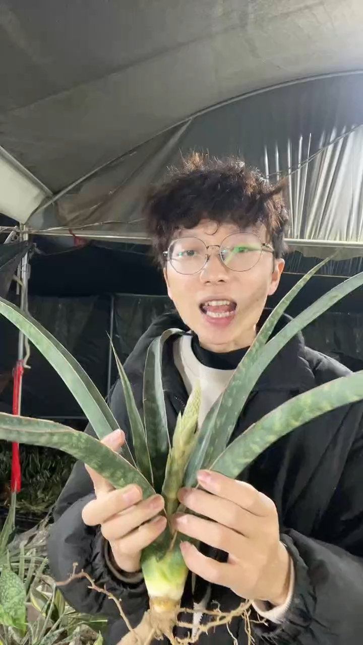 1号绿蛇一物一拍50