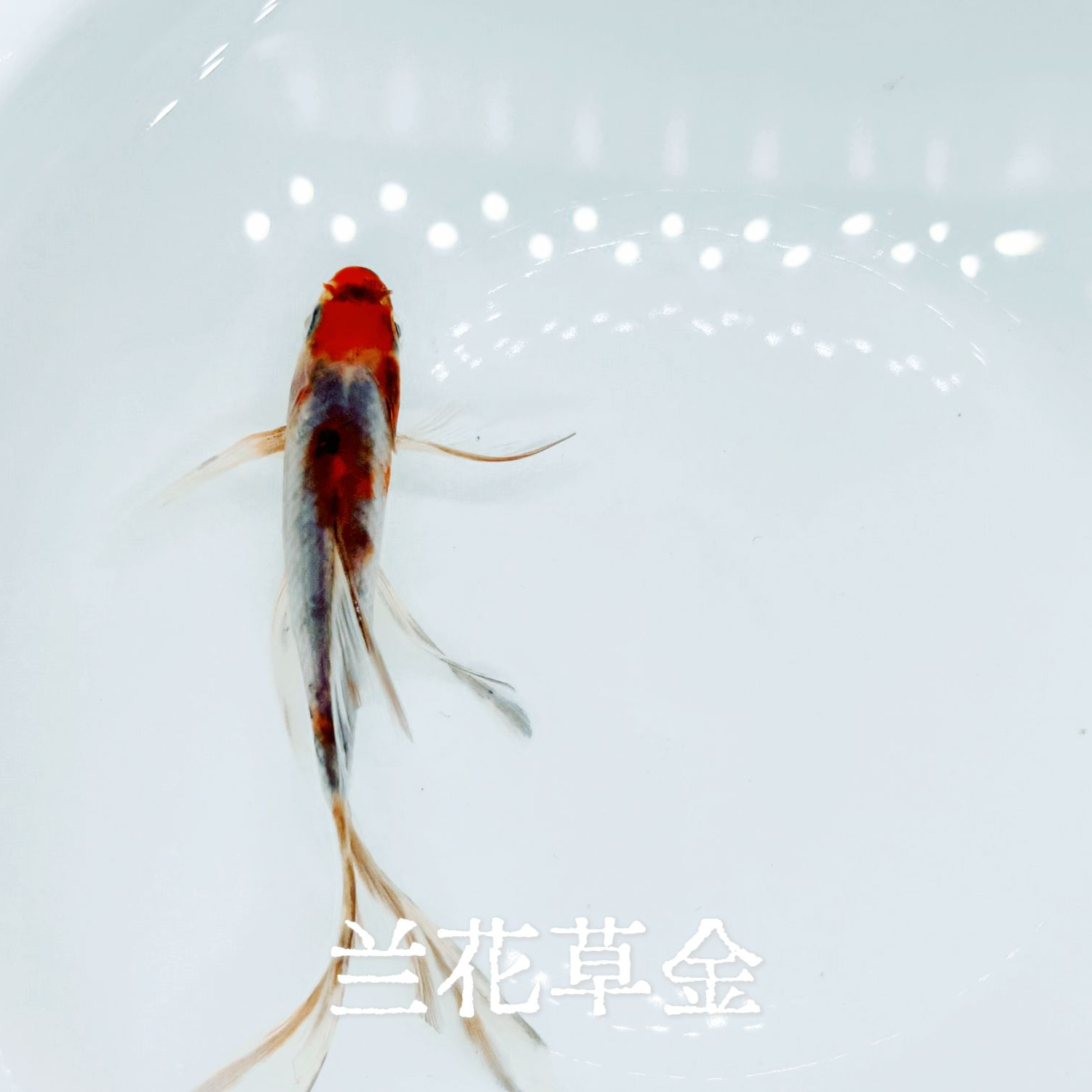 （情未了）百鱼百色水墨兰花草金冷水观赏鱼耐活好养