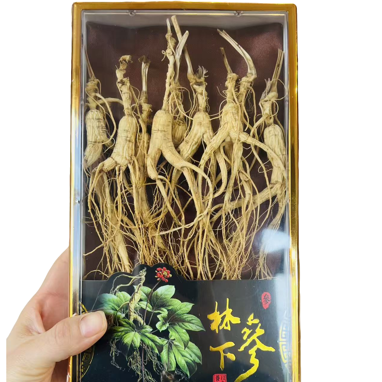 林下参干一份50克泡水泡茶泡酒