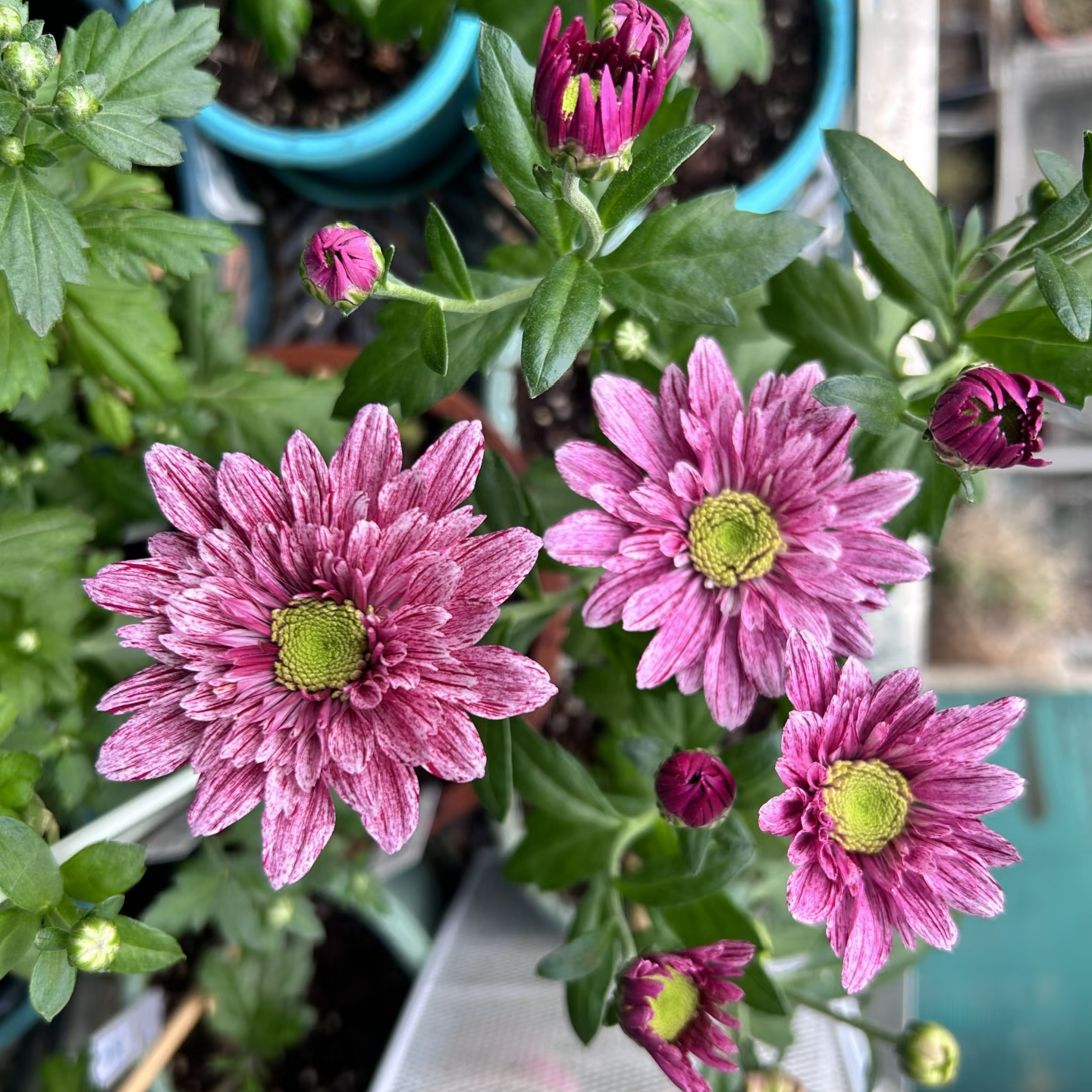 【宁静】四季盆栽小菊多年生宿根花卉