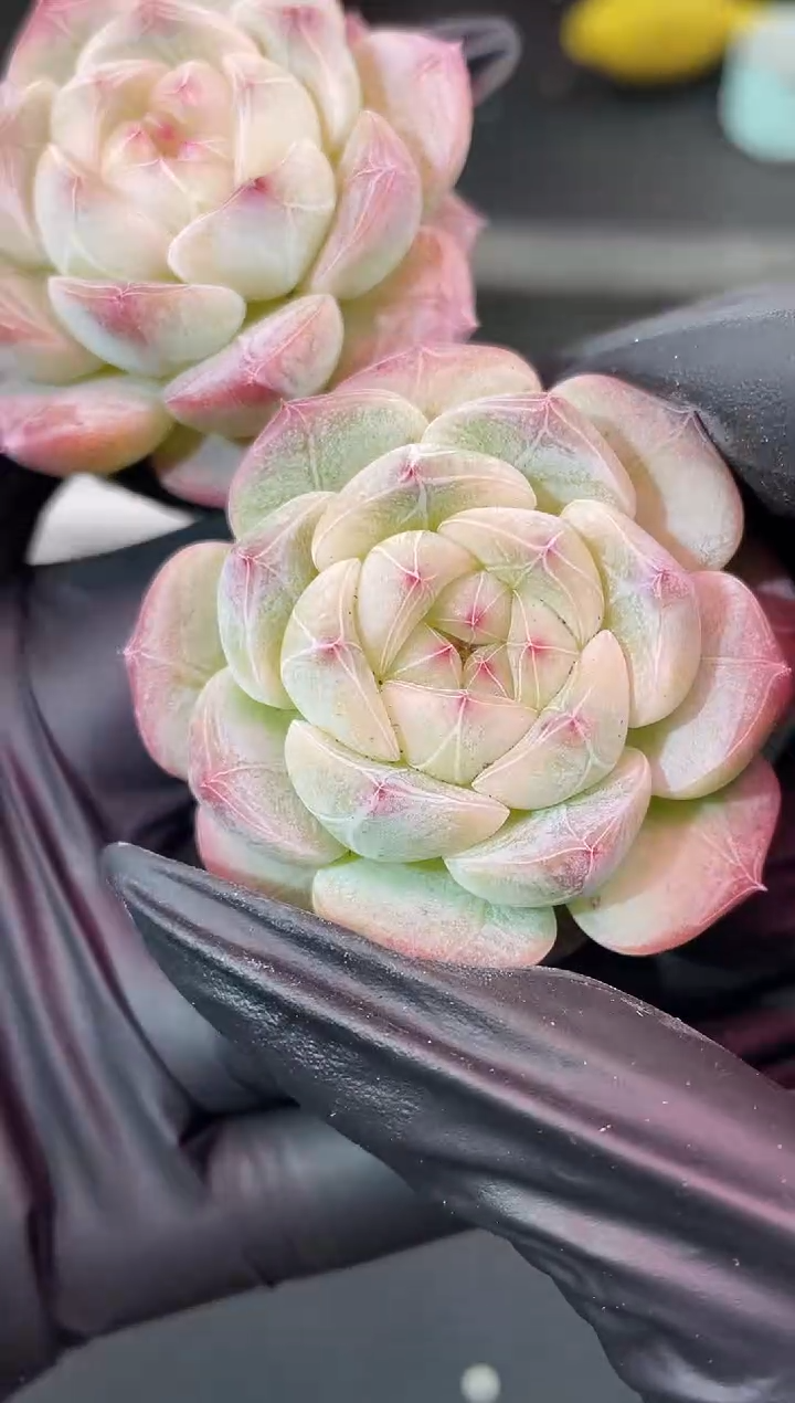 闪购1708  云之羽多肉一颗  4厘米