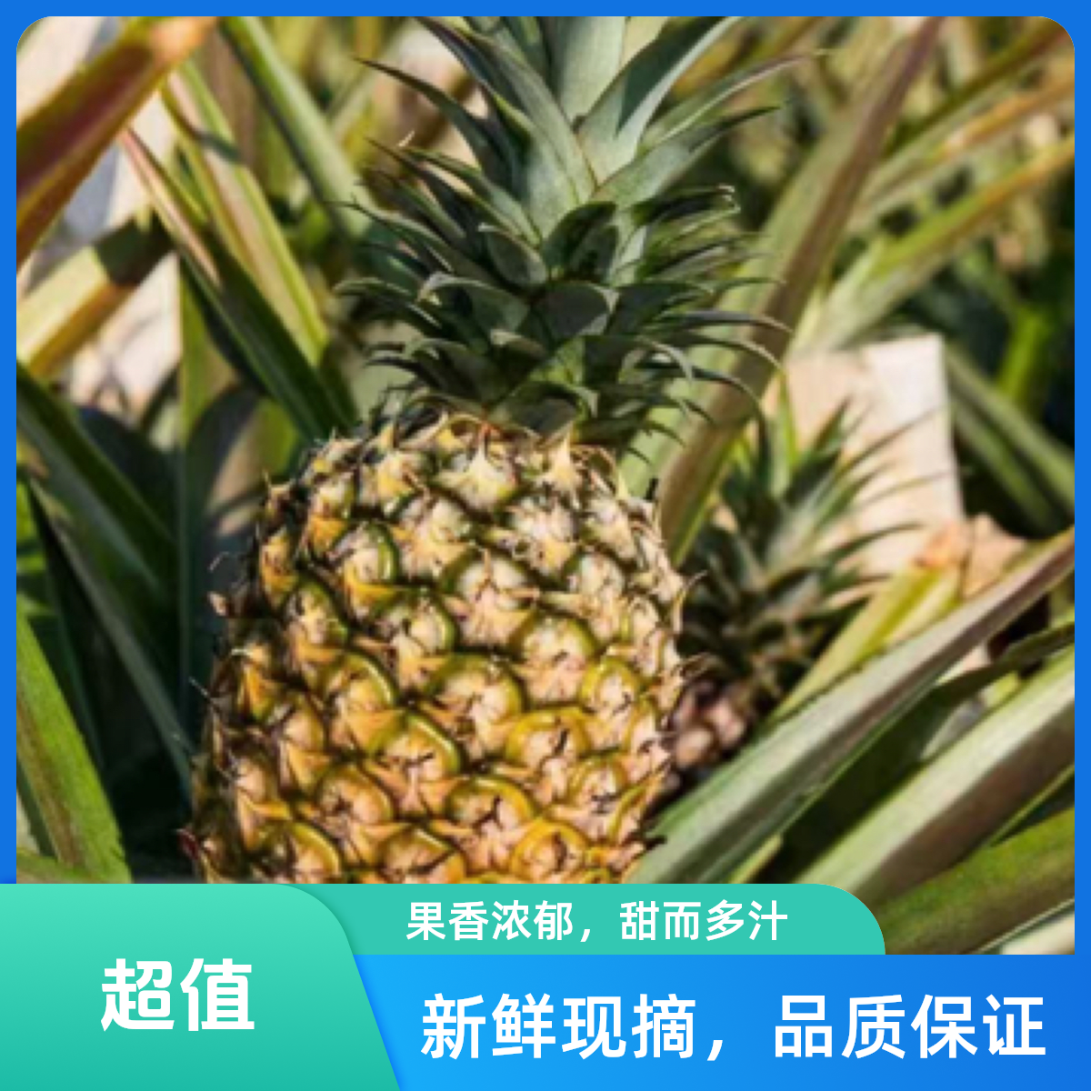 【整果】海南 金钻凤梨 1000克