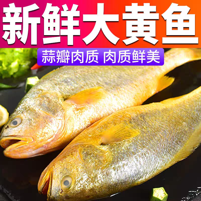 超大海黄花鱼2.5-2.2斤每条新鲜无冰衣夜捕黄花鱼发2条顺丰包邮