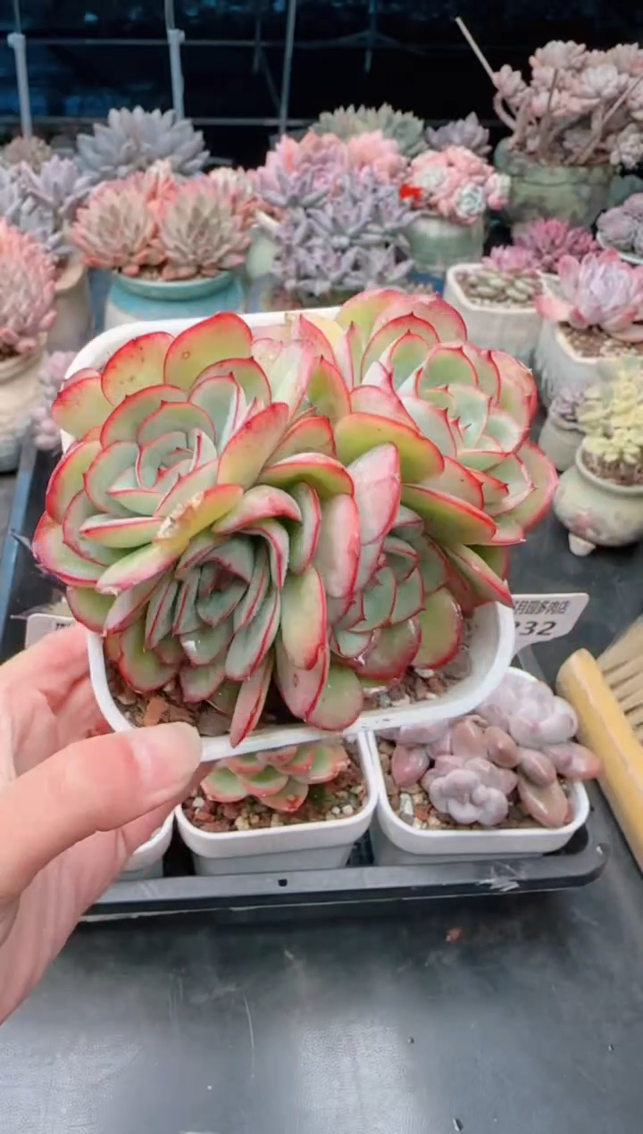 【闪购商品】7234.