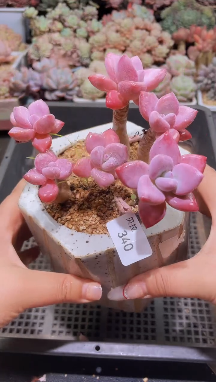 【闪购商品】340奥花