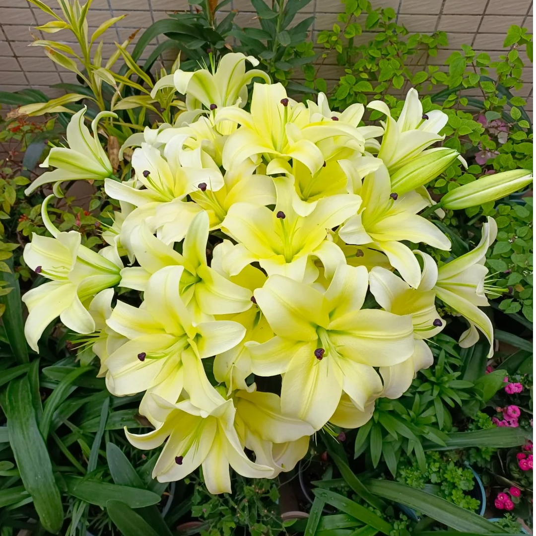 【云梦泽】黄天霸香水百合4枝8个花苞，  2单冷链包邮