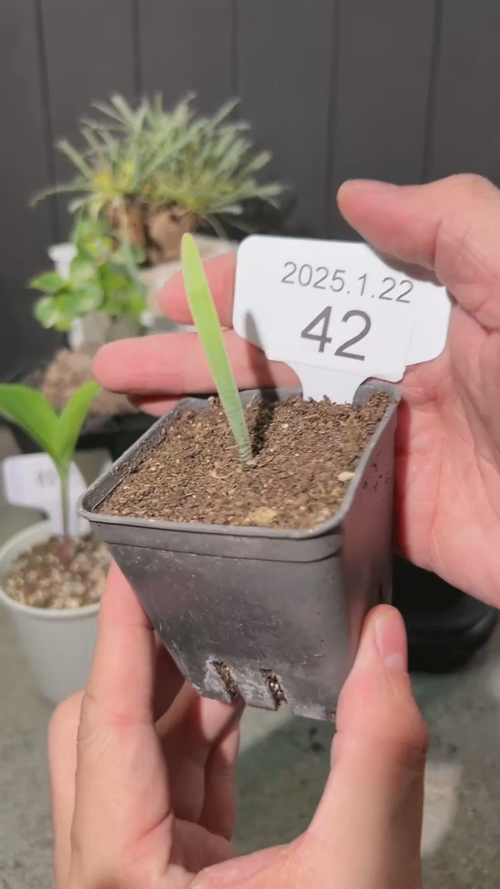 【闪购商品】巨波叶血莲宝宝1.22.42