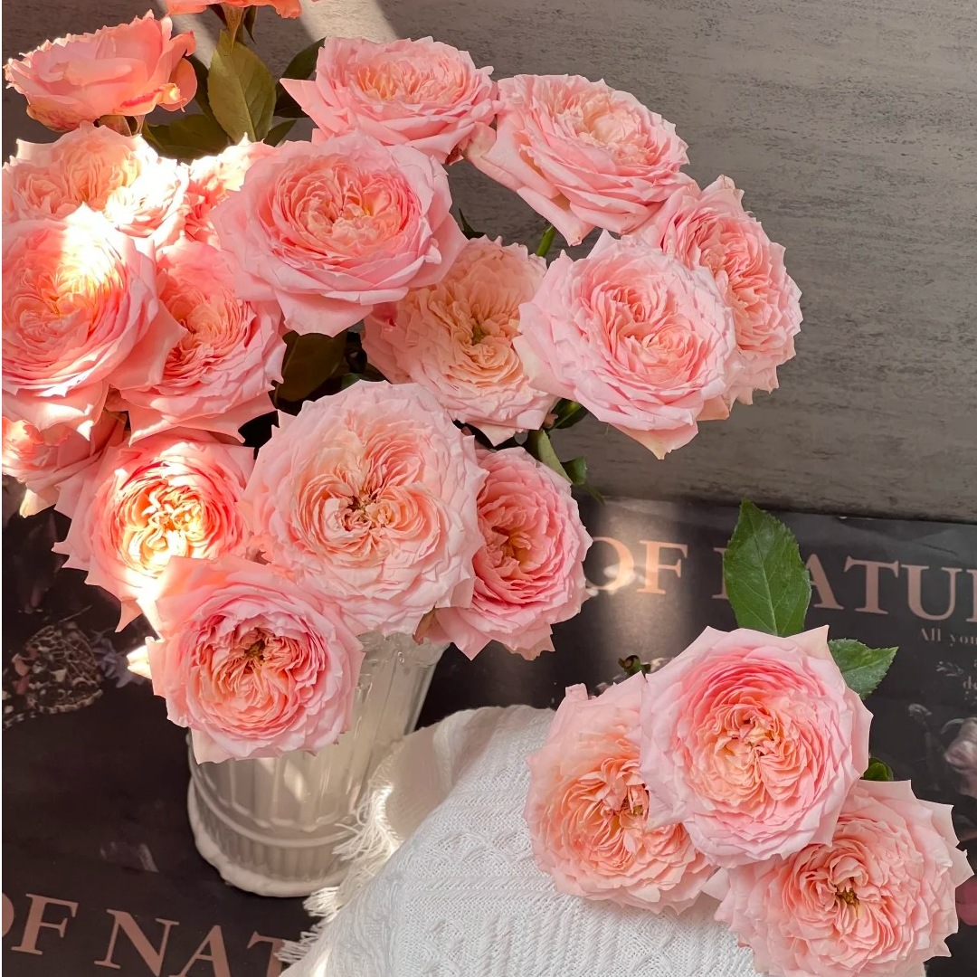 朱丽叶塔，单头玫瑰，1单冷链包邮，2单升级顺丰冷链，远的发德邦