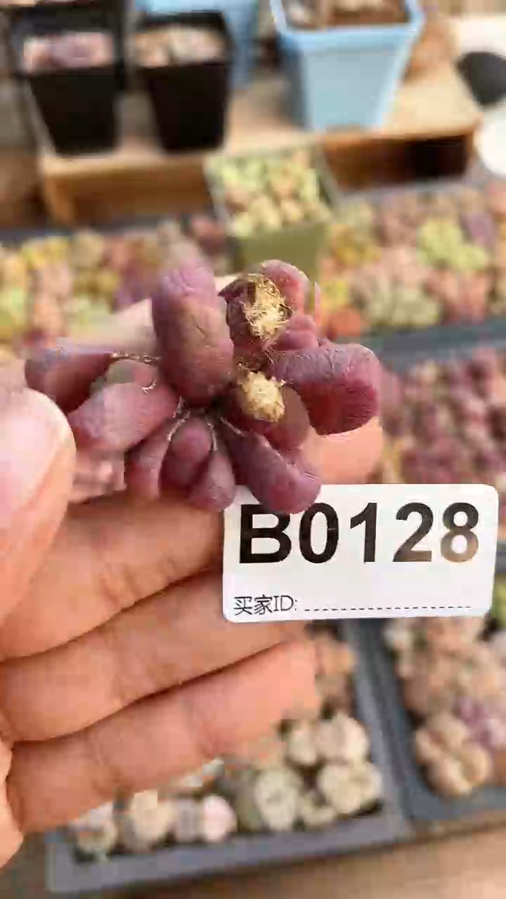 【闪购商品】0128直播一物一拍