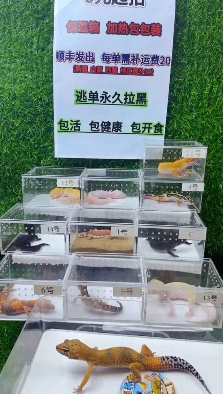豹纹守宫豹纹守宫幼苗亚成体成体