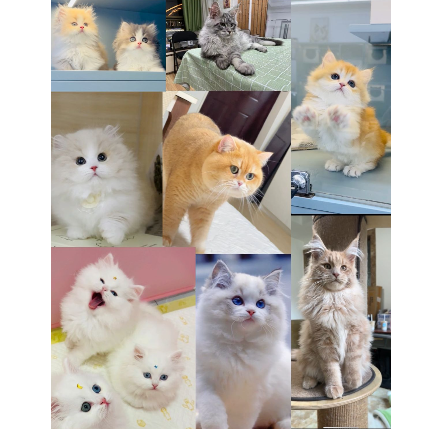 家富说猫活体猫猫通用链接