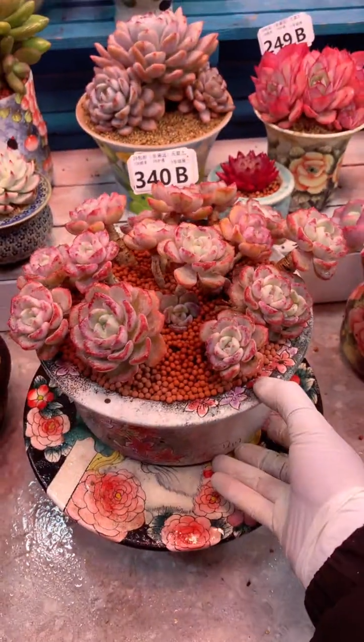 千山雪340B（一物一拍，精品多肉，w所见即所得 ）