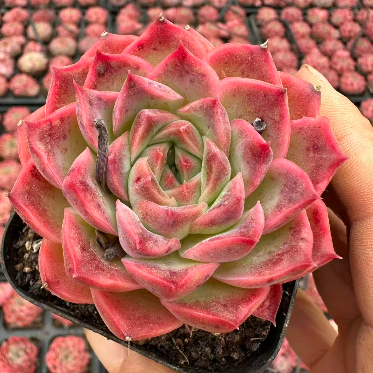 7#绯牡丹优秀版多肉植物  前男友精品多肉 sm066