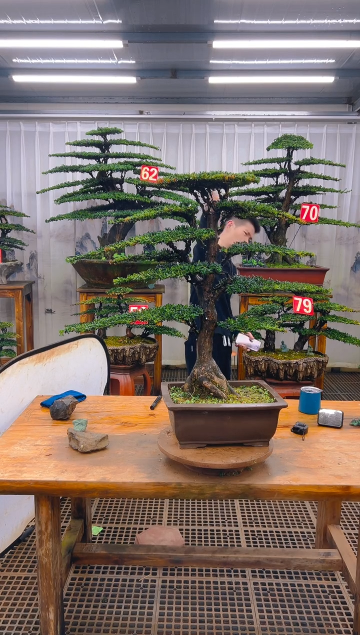 无花朵精品盆景直播间一物一拍