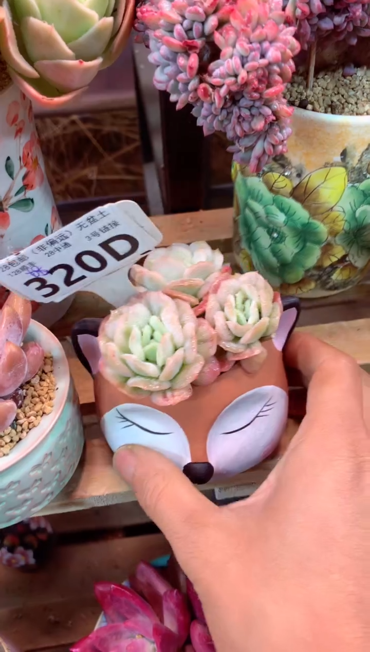 320D（一物一拍，精品多肉，w所见即所得 ）