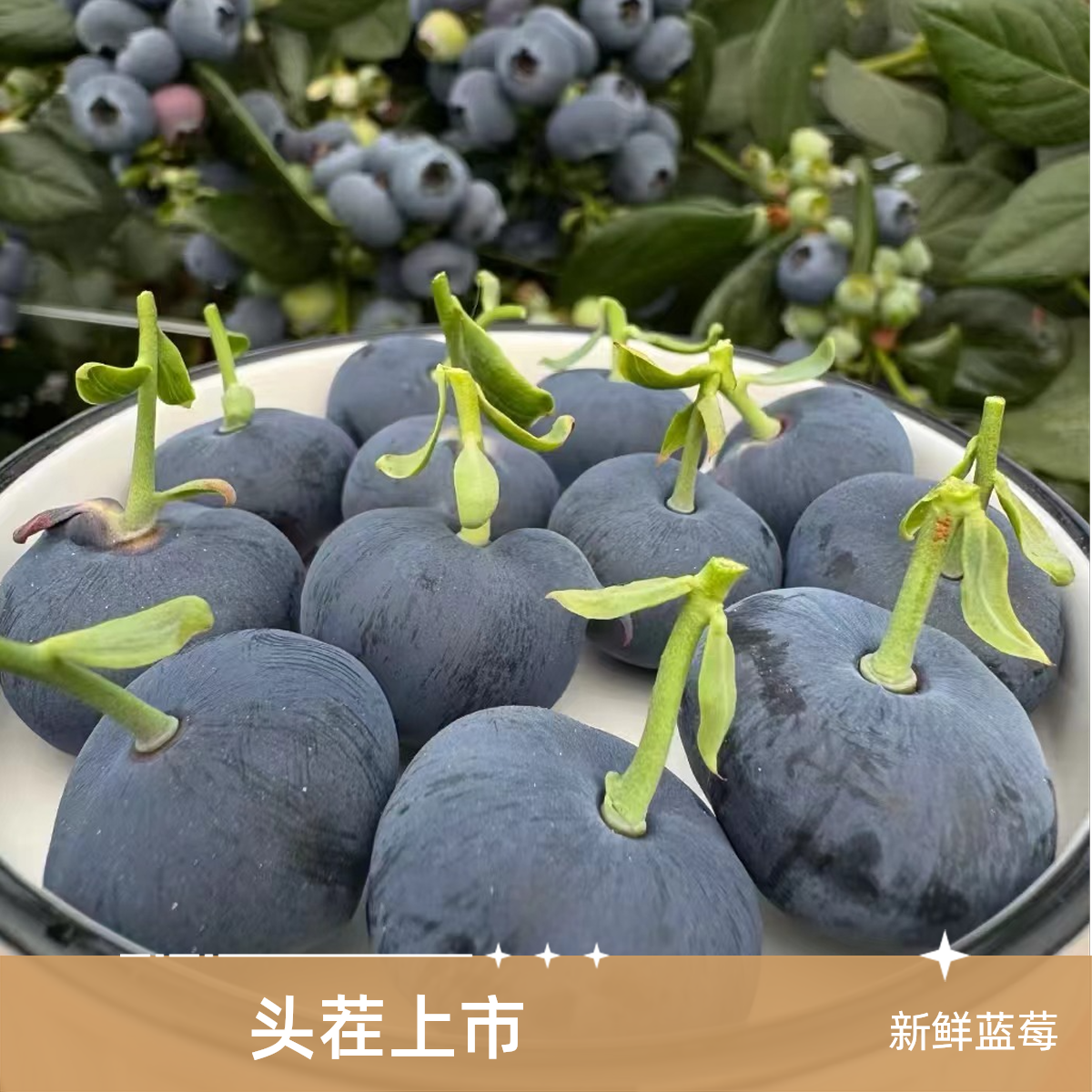 【12-30mm】特大蓝莓现摘现发头茬新鲜水果蓝莓宝妈孕妈搭档