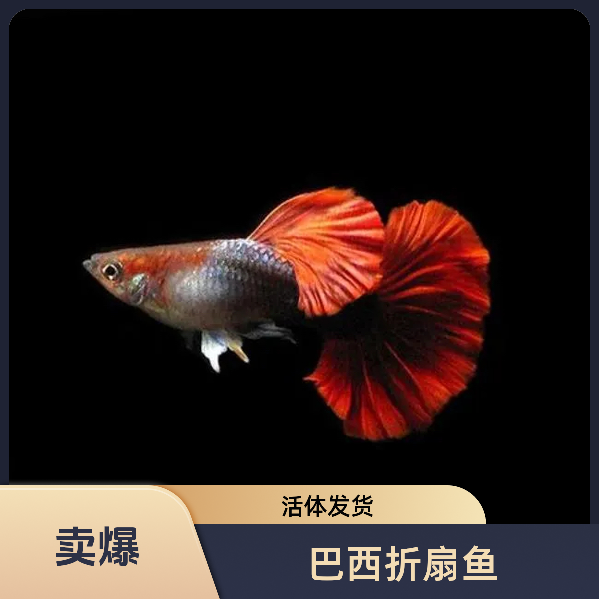 巴西精品大折扇小种鱼好养耐活活体孔雀鱼折扇灯科鱼小型精品