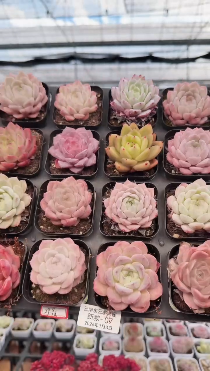 东云多肉园新款-07