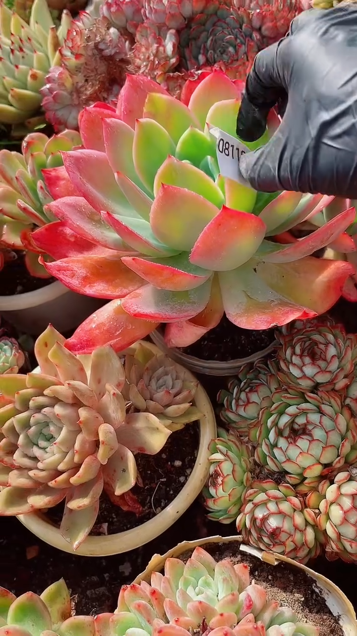 花***宿跃跃精品多肉08118