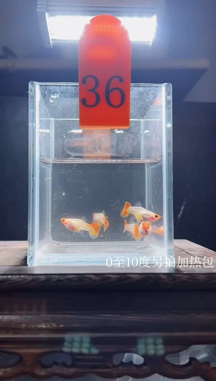 孔雀鱼深海蓝玻璃猫普通体36