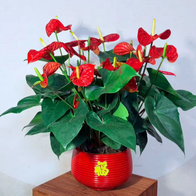 【带花发货】大号红掌四季开花办公室净化空气花卉好养植物