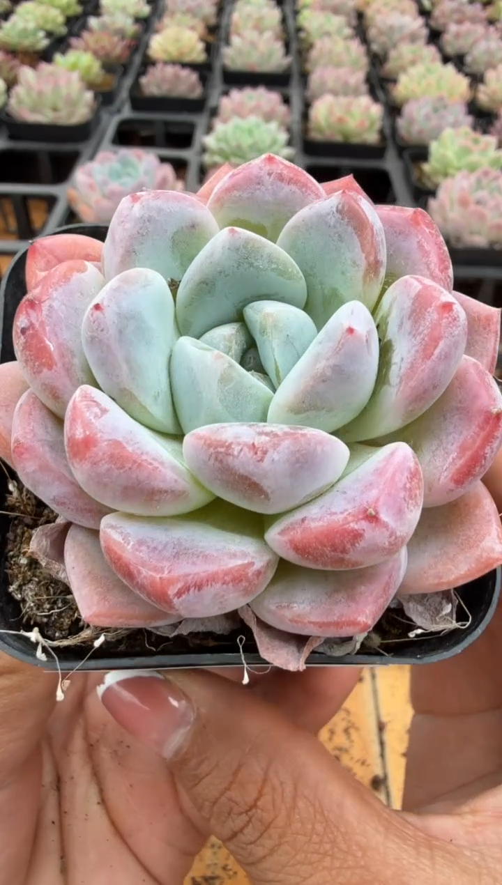 东云多肉园二店-95