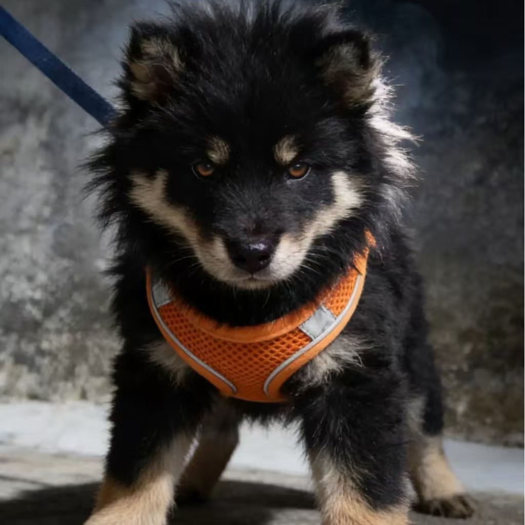 KK犬基地五红五黑山牛红黄狗白面