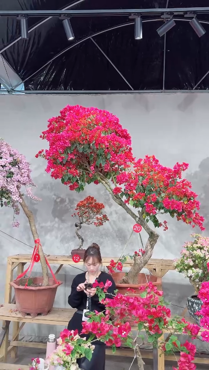 【闪购商品】四季红