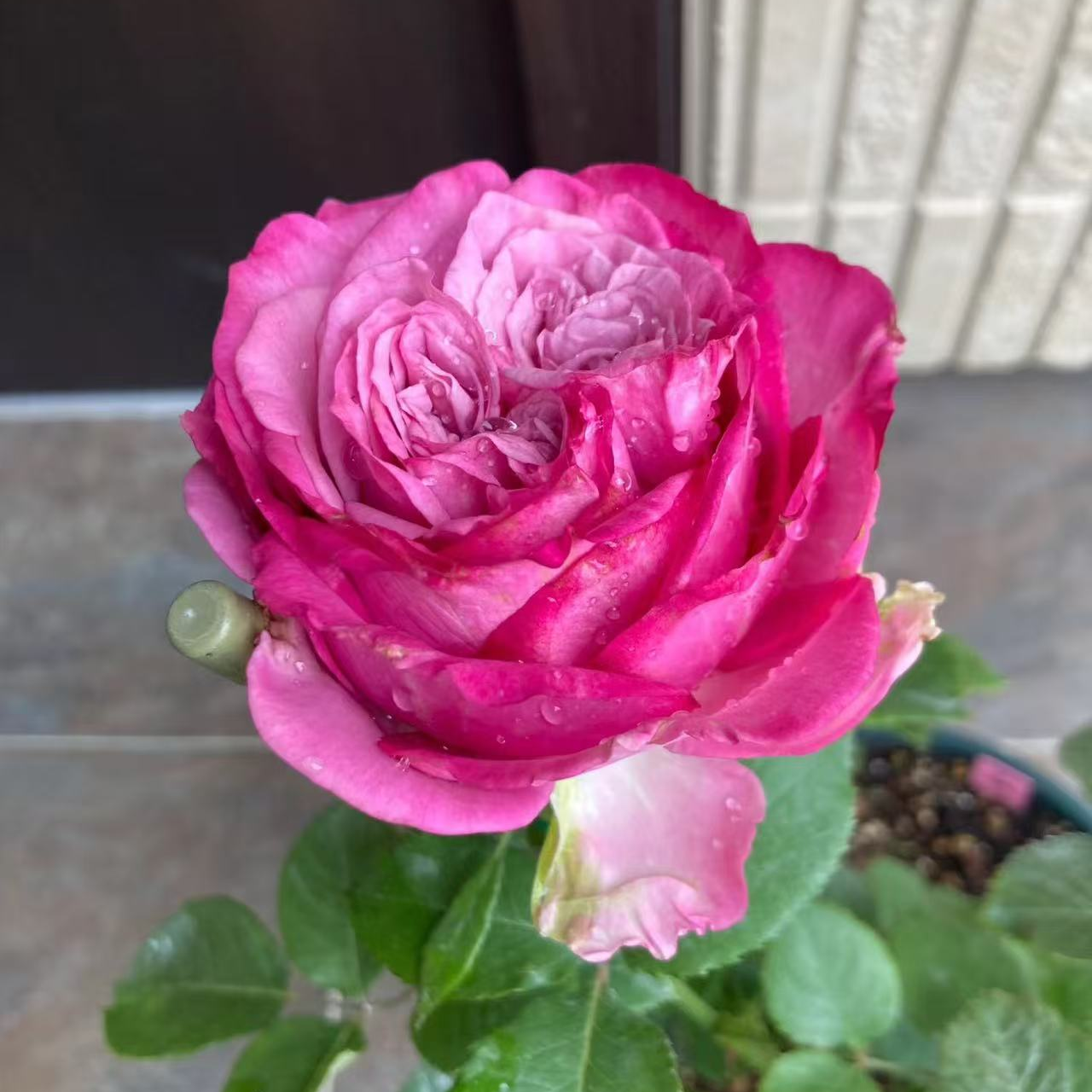 新品蓝调月季紫色灌木大花庭院阳台盆栽四季开花玫瑰花苗