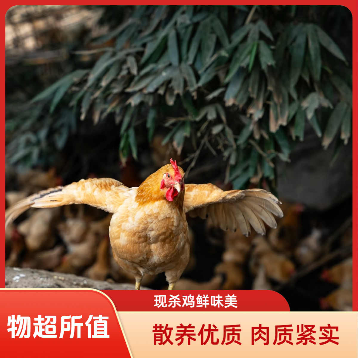 农家放养鸡新鲜现杀带脚蹬肉质紧实-顺丰发货