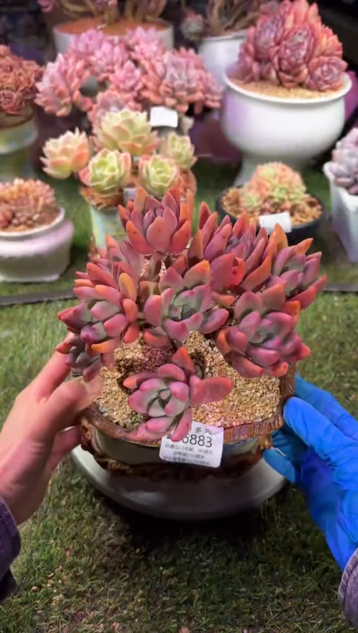 【闪购商品】06883