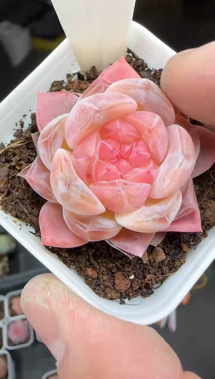 【闪购商品】一物一拍0214—231