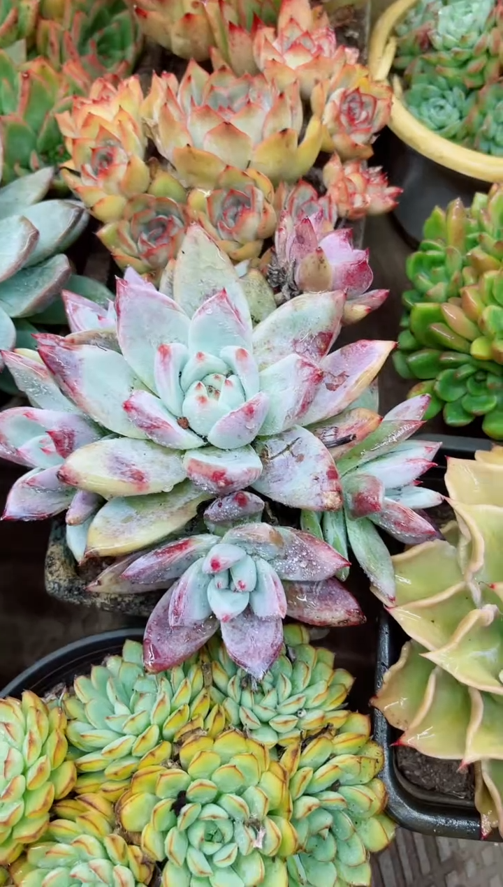 新21022多肉植物一物一拍