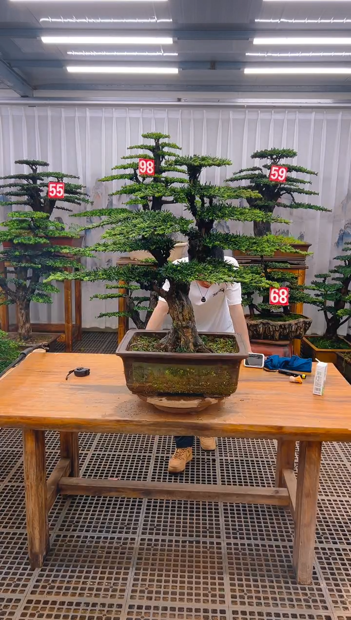 无花朵精品盆景直播间一物一拍