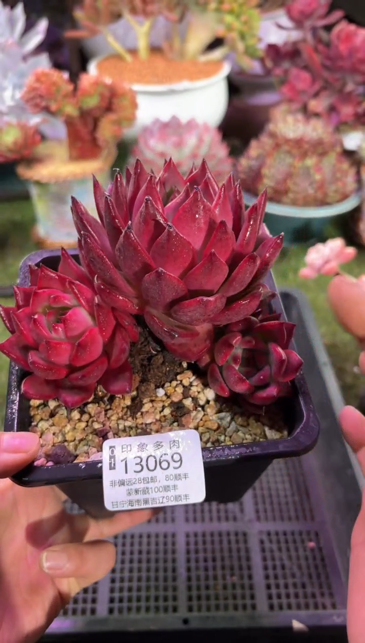 【闪购商品】13069