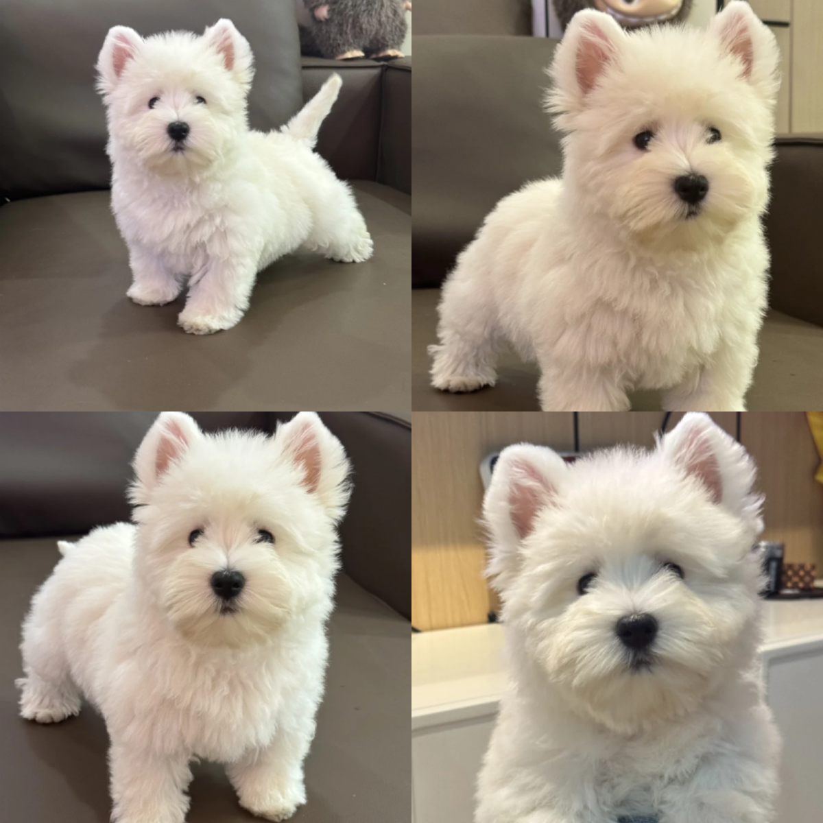 【北京高端萌宠汇】宠物活体狗狗链接西高地白梗幼犬