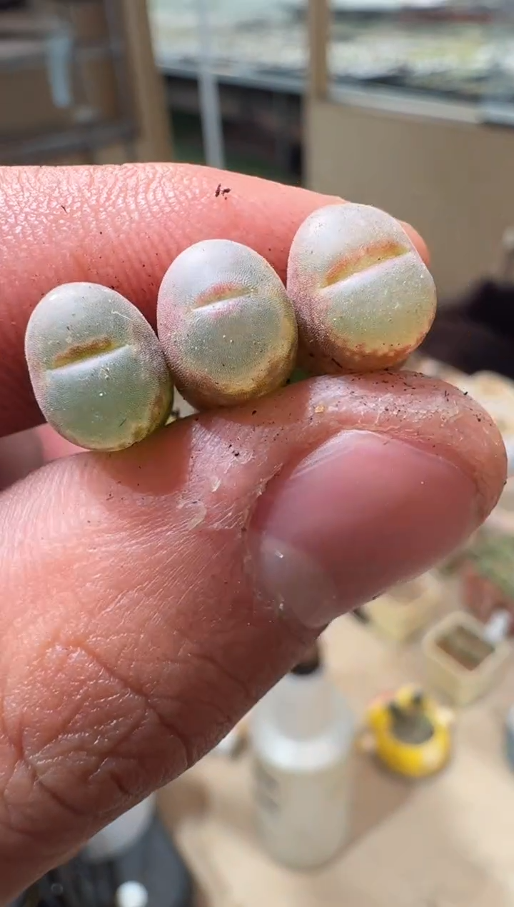 8多肉植物肉锥安娜玫瑰0.9公分左右一颗