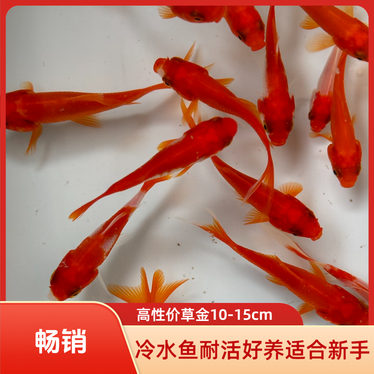 10-15cm草金拍7条送2条运损（颜色随机）
