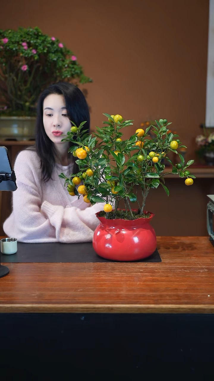 全部花朵小金橘红盆盆景盆景盆景