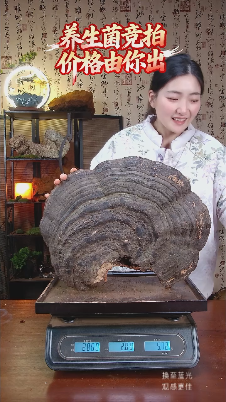 红缘拟层孔菌中国大陆【藏区野生】松树桑黄（5.01斤）50-60年份