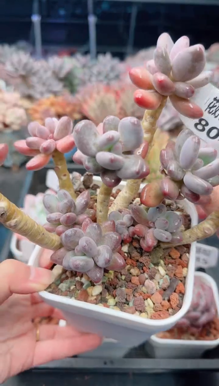 【闪购商品】8088.