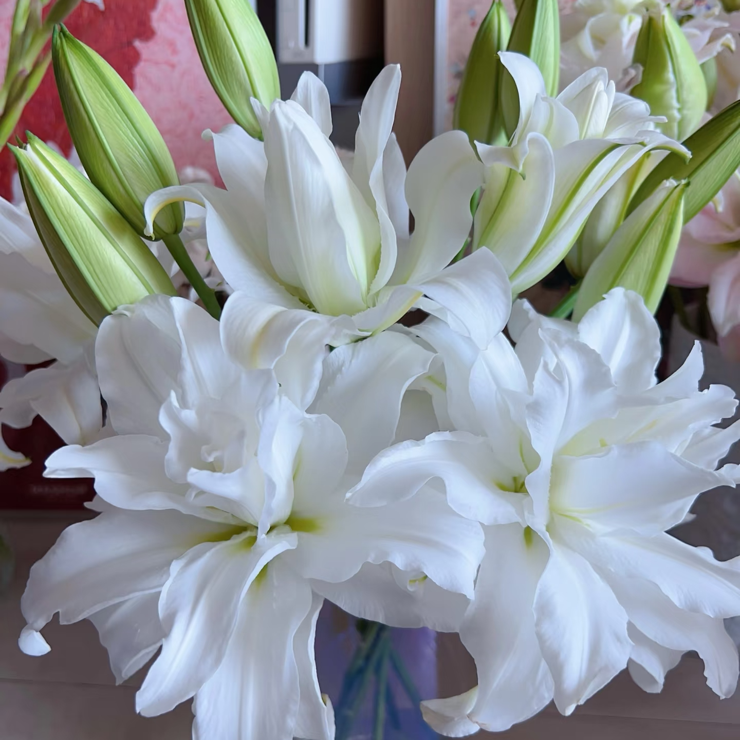 安吉拉重瓣百合10支