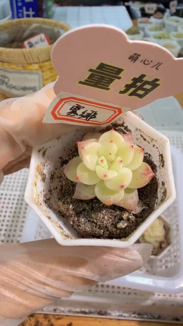 寒绯 八角杯1盆 单双混 量拍混发