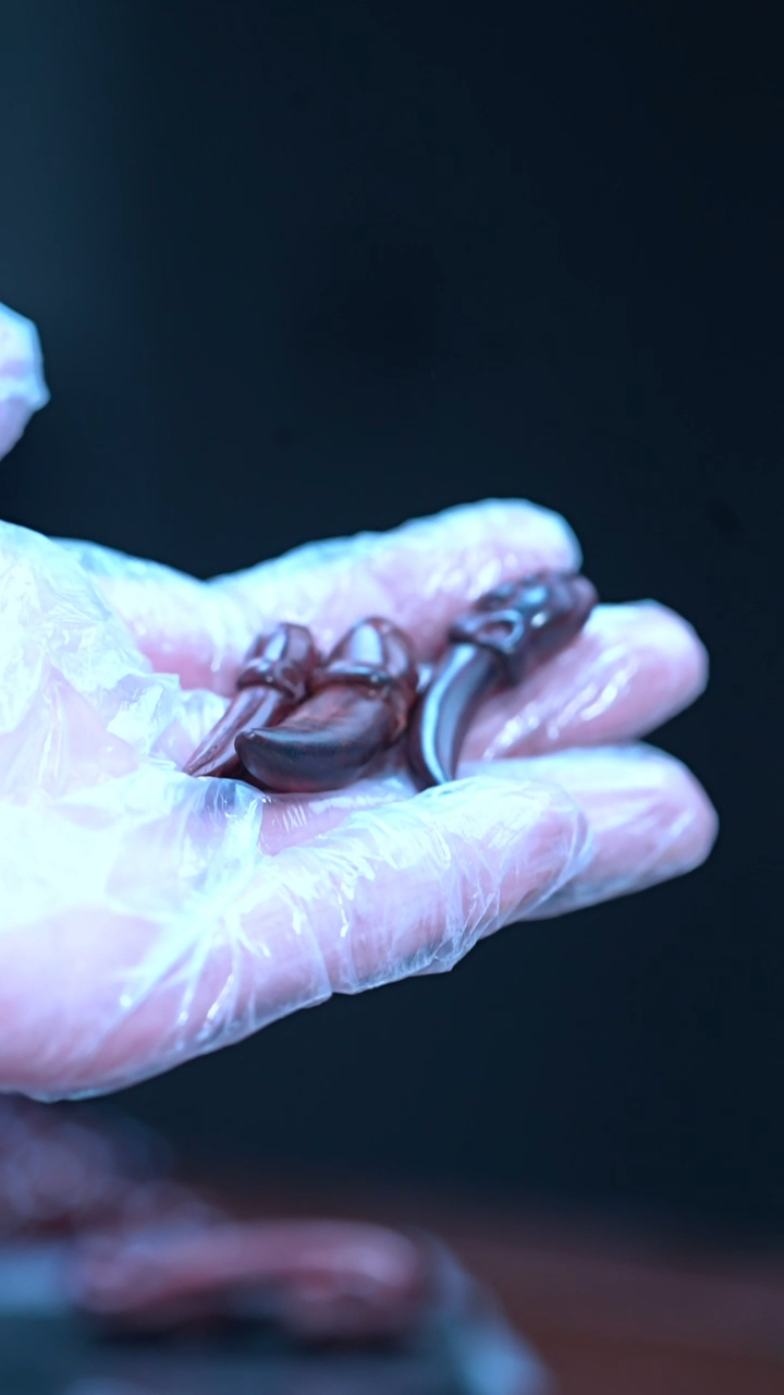 把件黄花梨/降香黄檀海南黄花梨兽牙