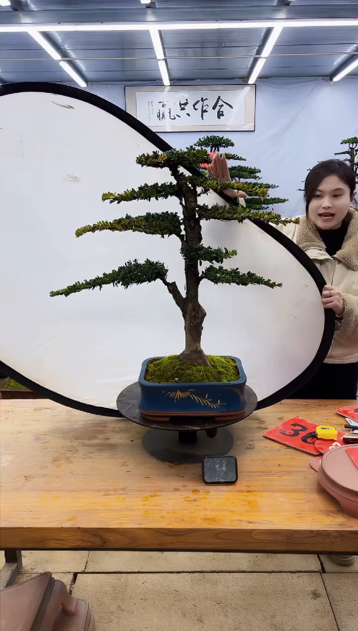 【闪购商品】高端盆景一物一拍，所见即所得