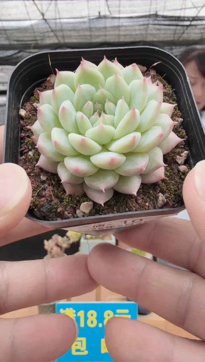 东云多肉园二店-10