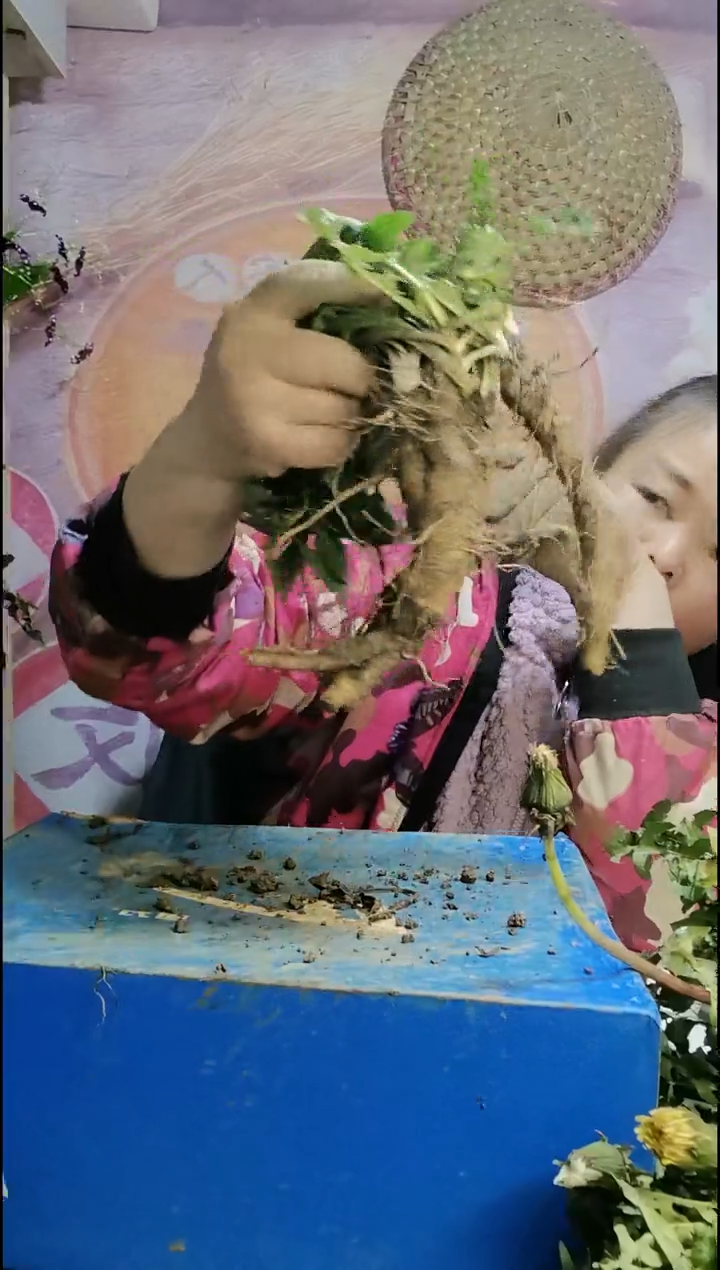 少量花朵（建议范围：2朵-5朵 或40%以下）消****中蒲公英