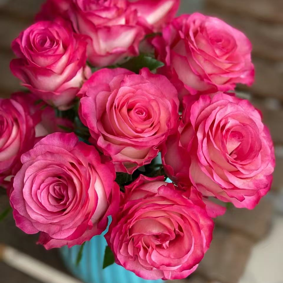 超新品卡门/魔法月季苗灌木大花切花玫瑰庭院阳台盆栽四季开花