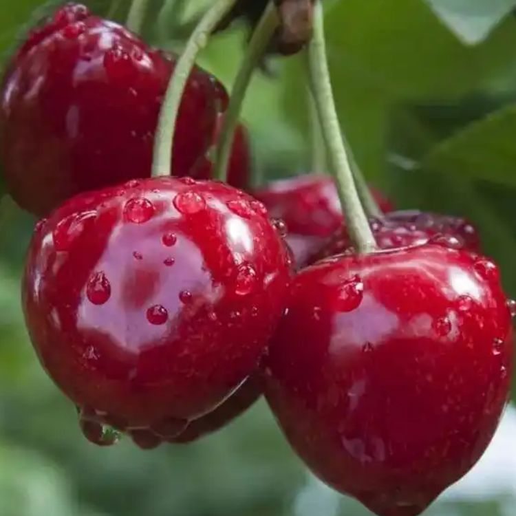顺丰次日达 大樱桃 味道浓厚 顺丰包邮5斤装（净重约4.5斤）JJJ 山东水果同城送水果同城送红樱桃山东省