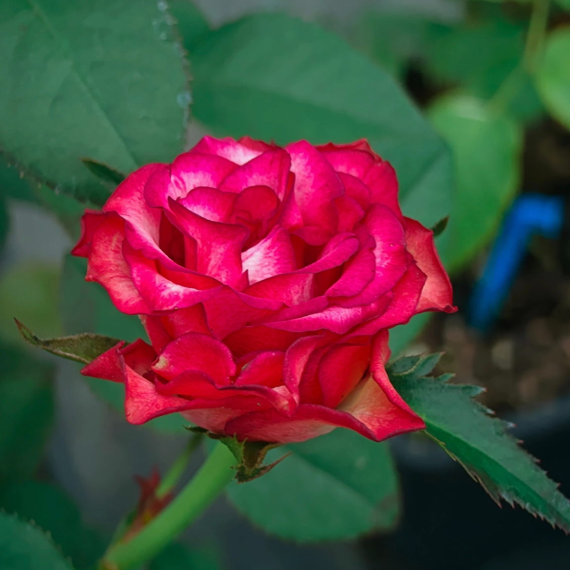 鸡尾酒会月季 红色系月季 新品月季 暖色系调 花色甜美 基地直发